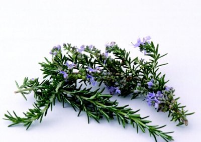 ​迷迭香的功效与作用-迷迭香怎么养？