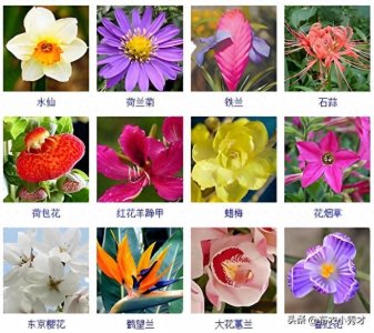 ​我国十大名花，它们都有怎样的历史文化？