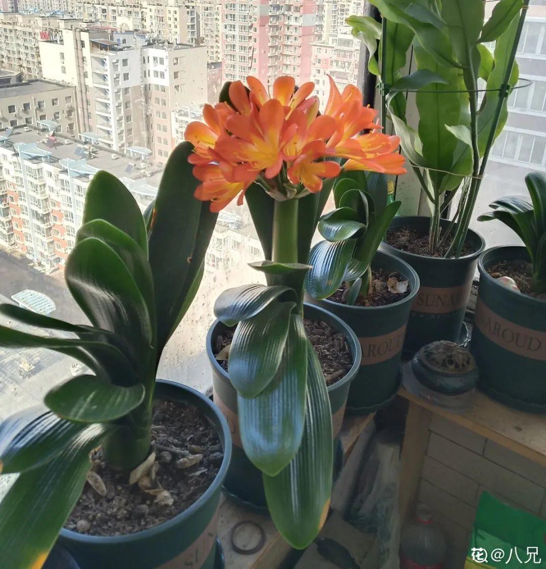 君子兰正确养护方法（养君子兰就得学会6个要点）