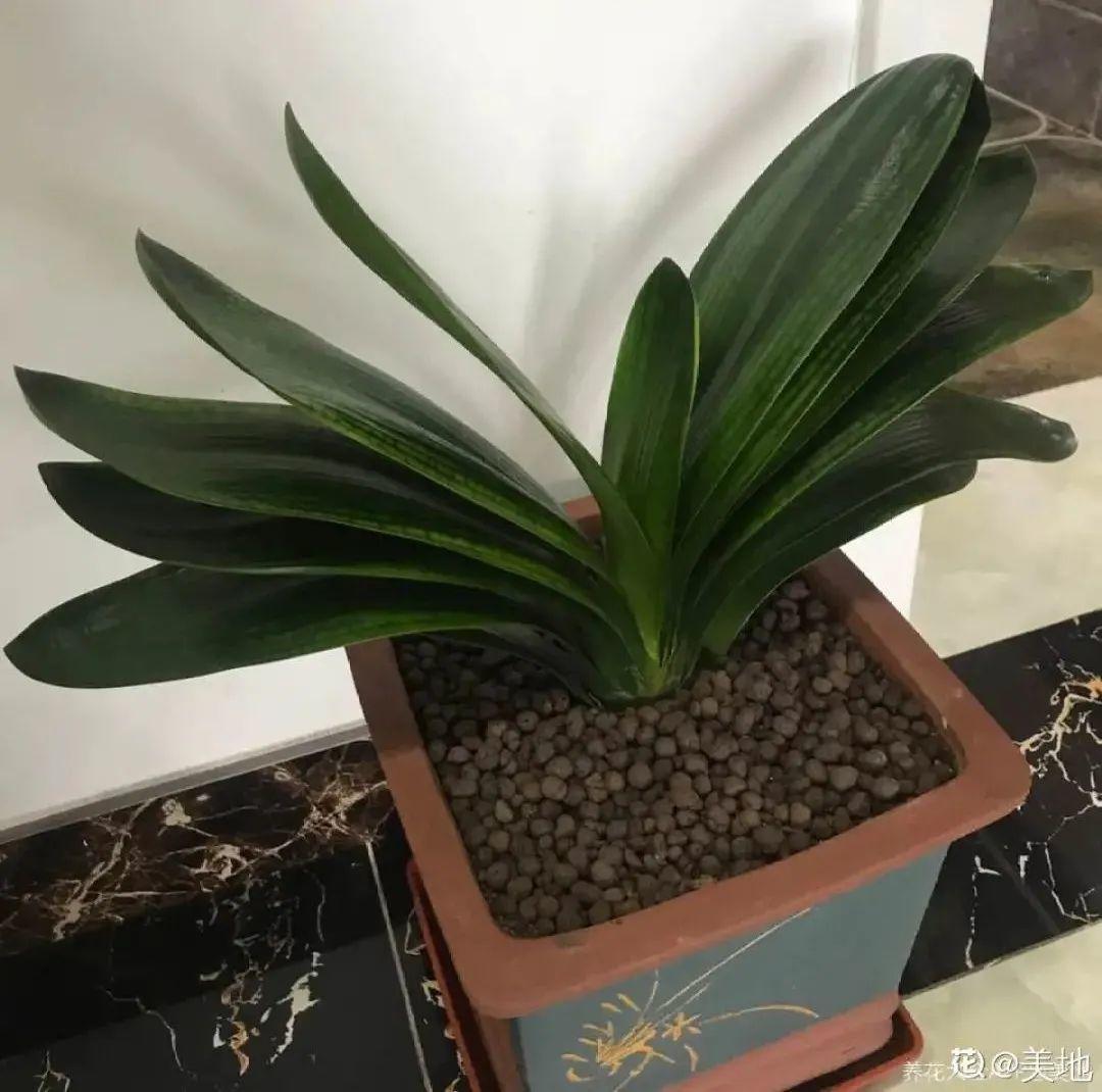 君子兰正确养护方法（养君子兰就得学会6个要点）