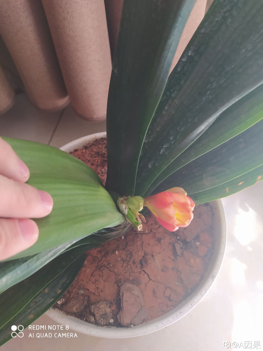 君子兰正确养护方法（养君子兰就得学会6个要点）