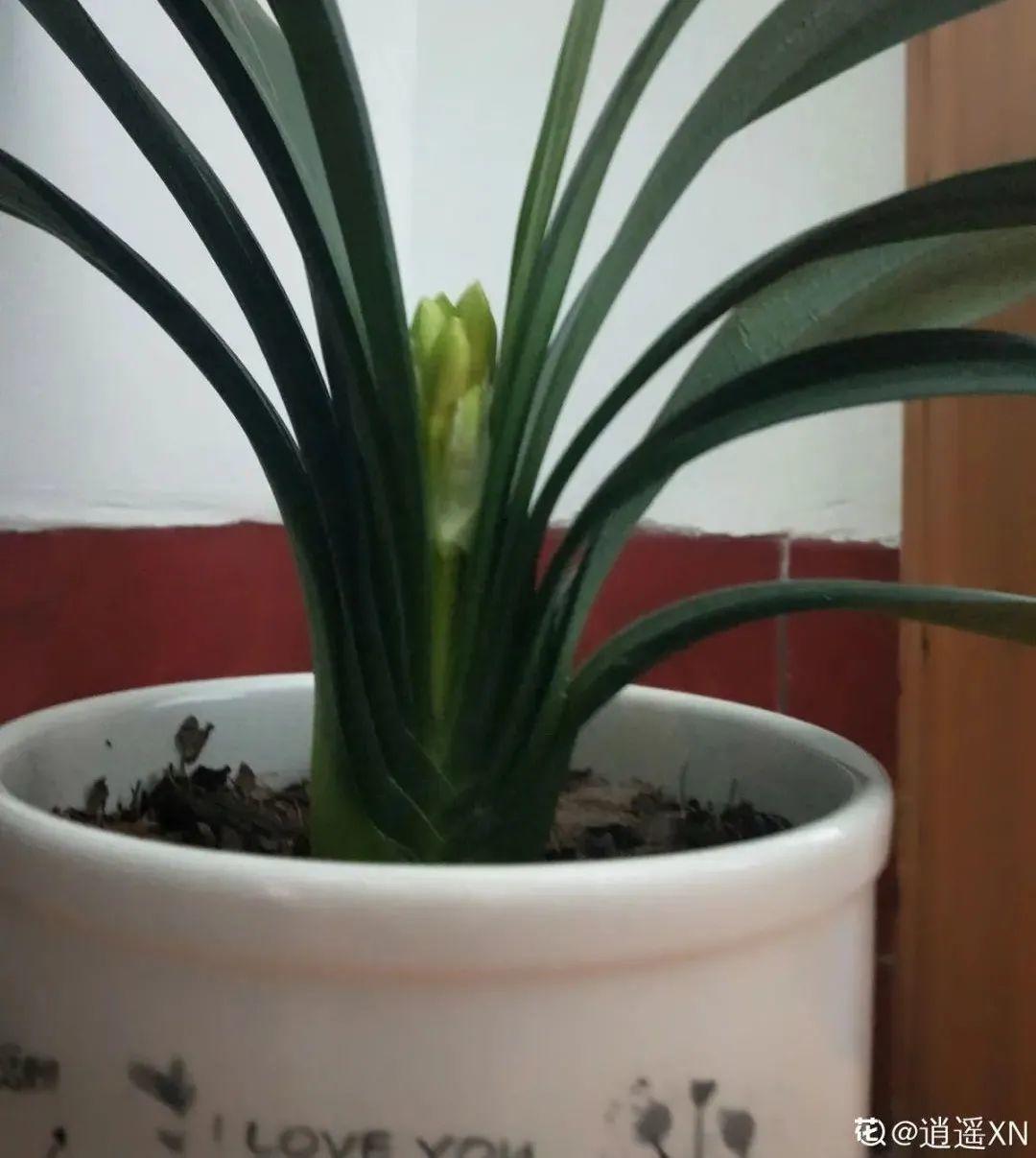 君子兰正确养护方法（养君子兰就得学会6个要点）