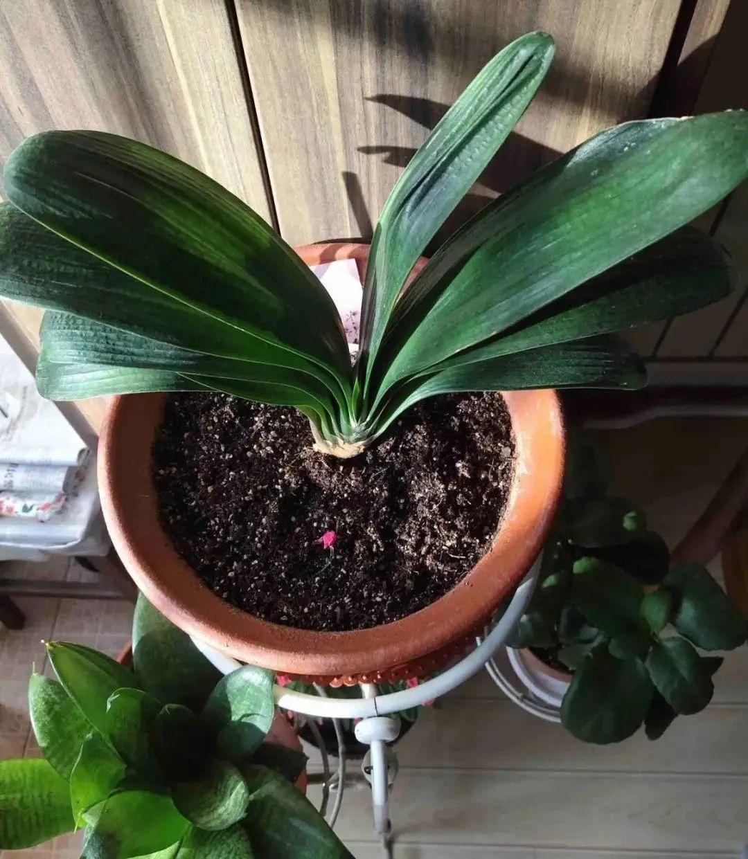 君子兰正确养护方法（养君子兰就得学会6个要点）