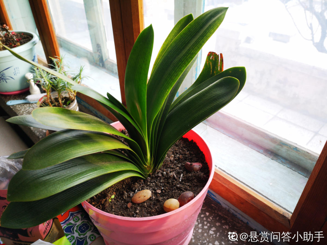 君子兰正确养护方法（养君子兰就得学会6个要点）