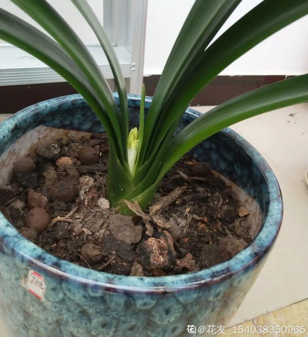 君子兰正确养护方法（养君子兰就得学会6个要点）