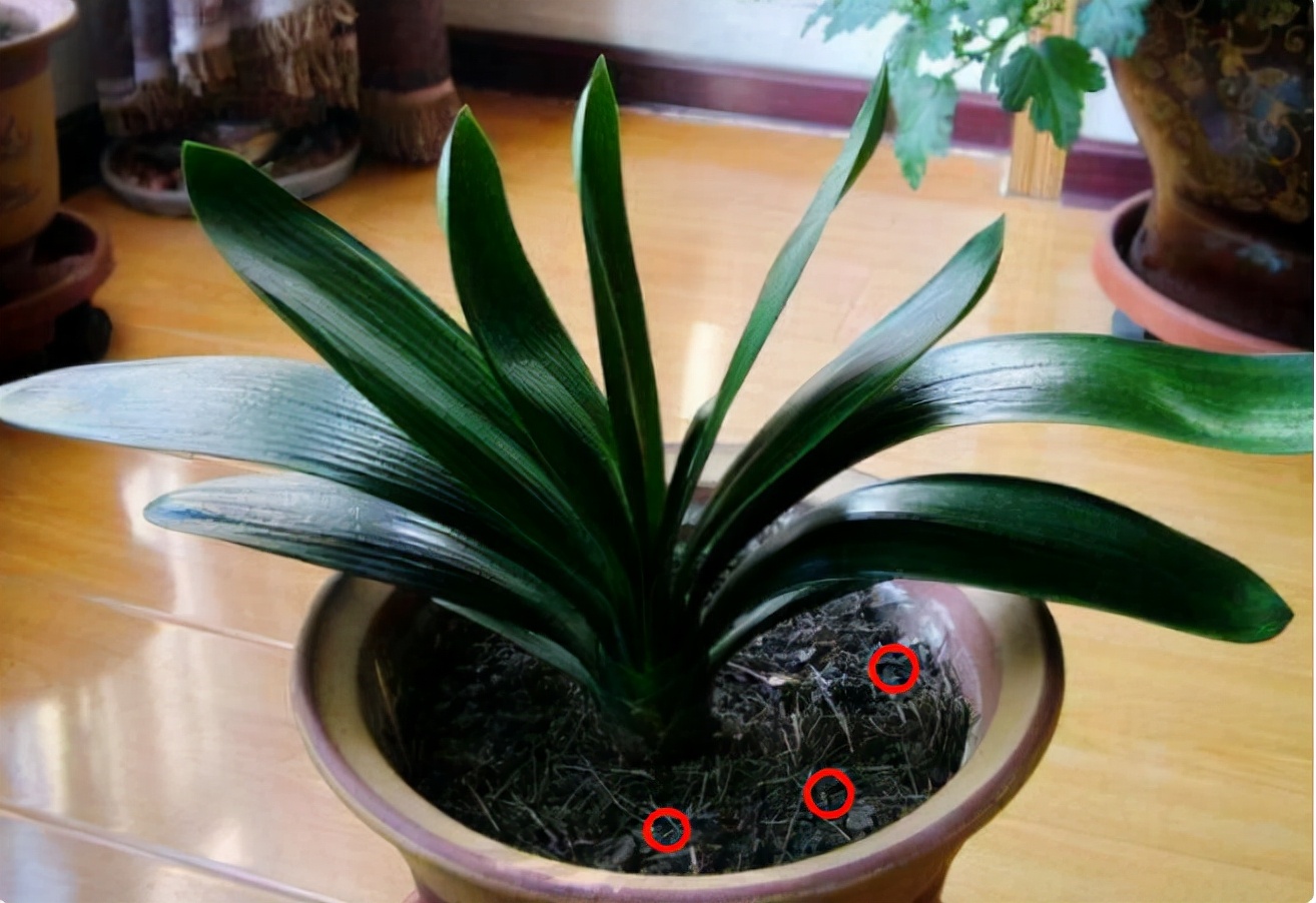 君子兰正确养护方法（养君子兰就得学会6个要点）