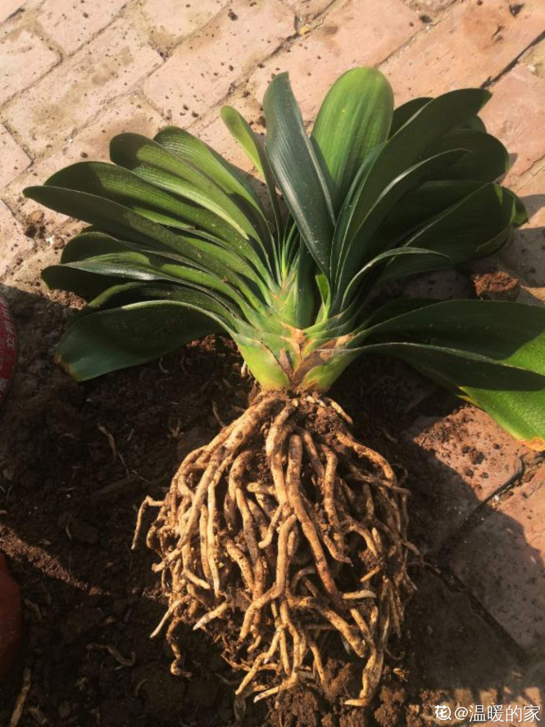 君子兰正确养护方法（养君子兰就得学会6个要点）