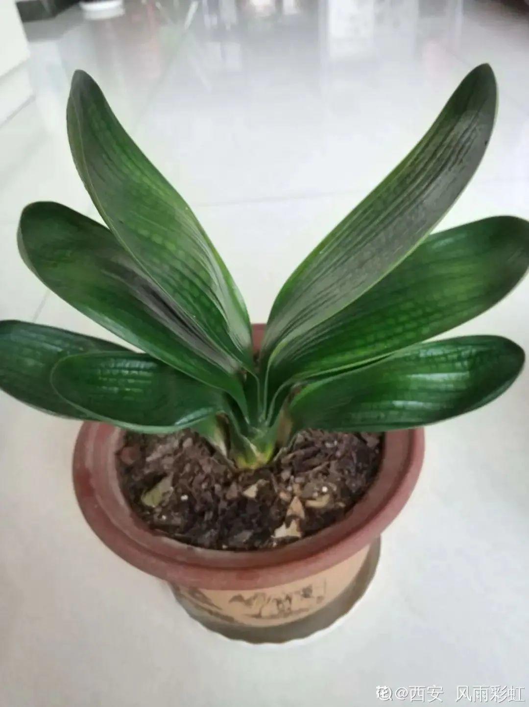 君子兰正确养护方法（养君子兰就得学会6个要点）