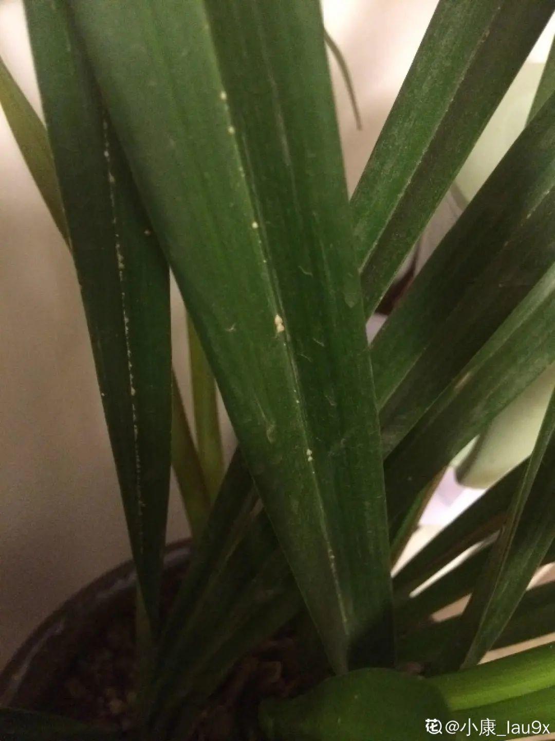 君子兰正确养护方法（养君子兰就得学会6个要点）