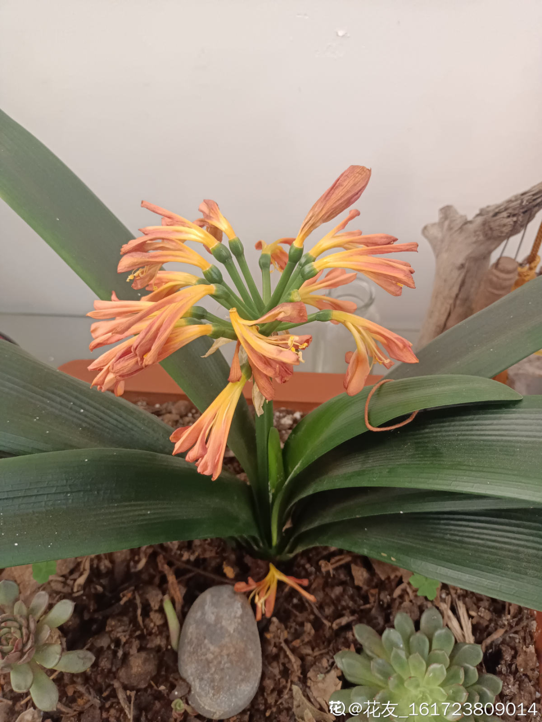 君子兰正确养护方法（养君子兰就得学会6个要点）