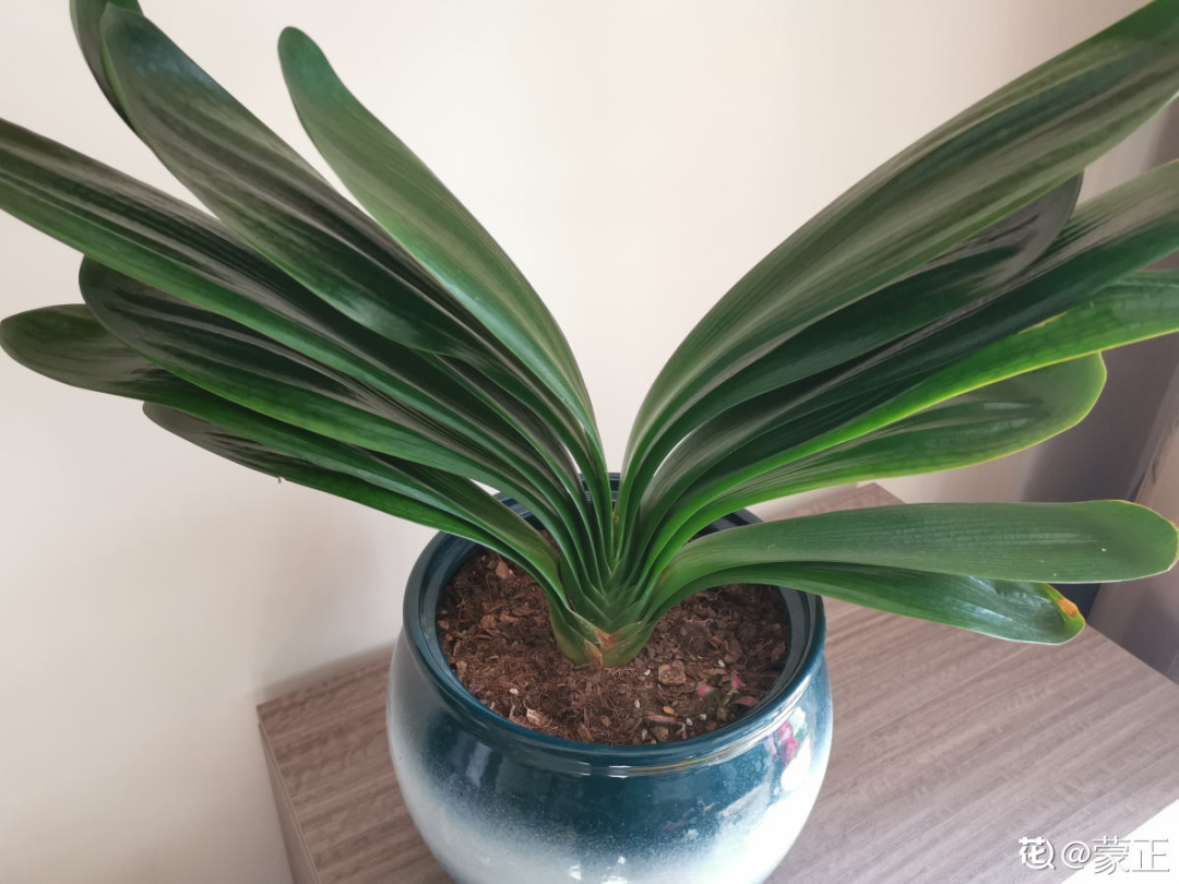 君子兰正确养护方法（养君子兰就得学会6个要点）