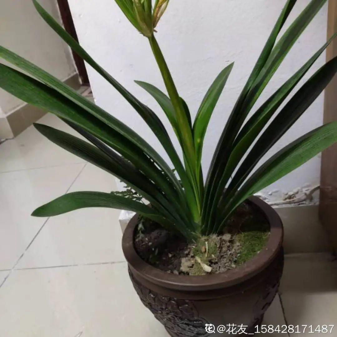 君子兰正确养护方法（养君子兰就得学会6个要点）