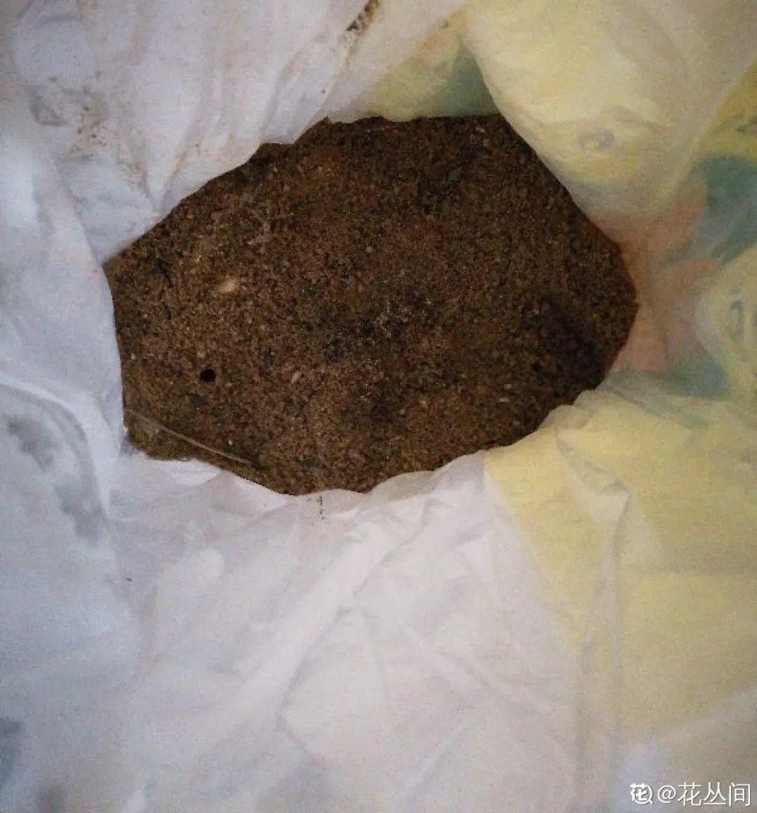 君子兰正确养护方法（养君子兰就得学会6个要点）