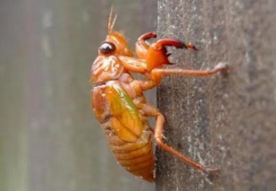 ​绣斑猫吃啥锈斑豹猫