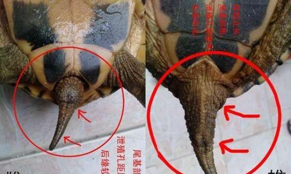巴西龟怎么分公母,巴西龟怎么分公母图解 最佳分辨方法在此图3