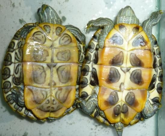 巴西龟怎么分公母：巴西龟怎么分辨公母