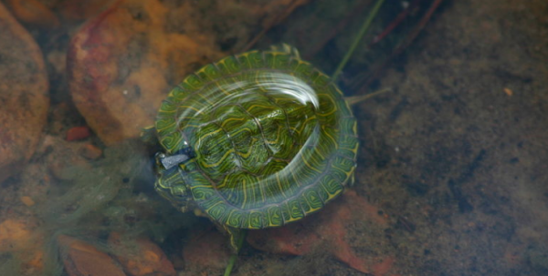 巴西龟怎么分公母,巴西龟怎么分公母图解 最佳分辨方法在此图5