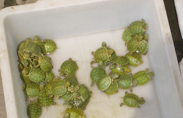 巴西龟怎么分公母,巴西龟怎么分公母图解 最佳分辨方法在此图6