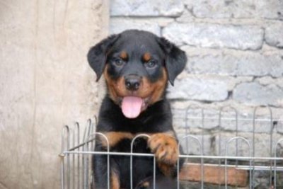 ​犬瘟热用什么药医治快最全的犬瘟热的医治方法非常有效