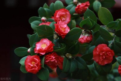 ​茶花新叶长得很慢 茶花出来新叶就掉了为什么