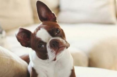 ​狗狗总喜欢舔主人 狗狗总喜欢舔主人的手