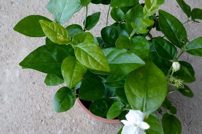 ​自制腐叶土的详细教程：先收集这些材料，后加工处理