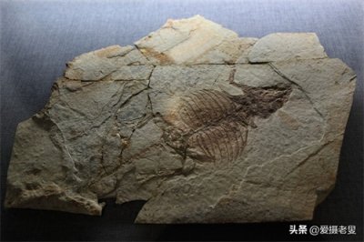 ​云南工地发现古生物化石，揭示地球历史的神秘面纱