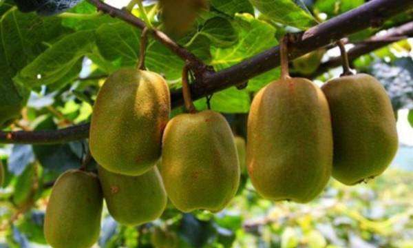 猕猴桃怎样催熟,猕猴桃怎么催熟最简单的方法图3