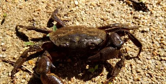 螃蟹离开水最多能活几天,螃蟹离开水能活几天或几个小时图4