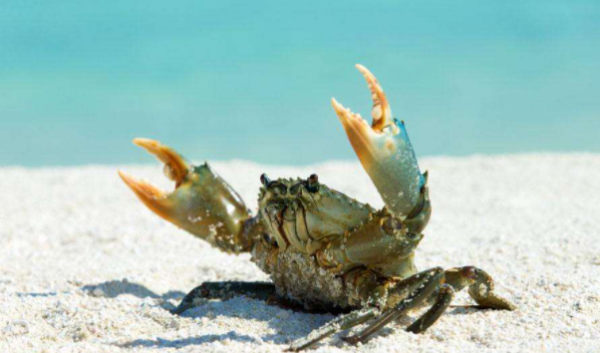 螃蟹离开水最多能活几天,螃蟹离开水能活几天或几个小时图6