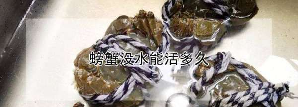 螃蟹离开水最多能活几天,螃蟹离开水能活几天或几个小时图5