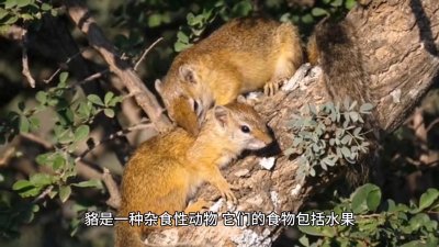 ​身边的物种：闲话一丘之“貉”