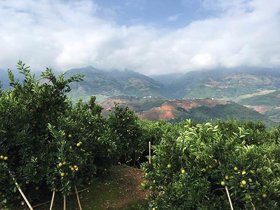 褚橙庄园白酒价格