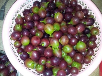 ​在家做葡萄酒的简单 *** (装葡萄酒的容器有哪些)