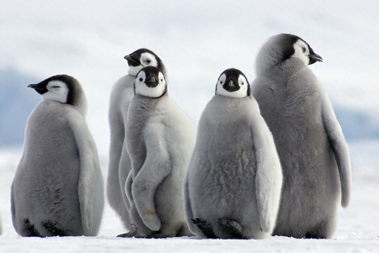 帝企鹅（Aptenodytes forsteri）