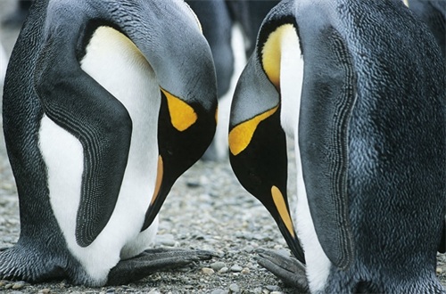 帝企鹅（Aptenodytes forsteri）