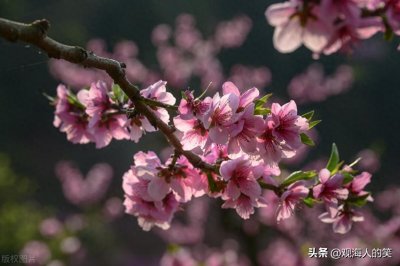 ​你都知道四月都开什么花吗？桃樱领衔，繁花竞放待你赏！