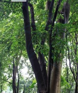 ​巴豆是一种什么样的植物