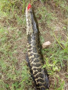 ​黑鱼是什么鱼？为什么要路亚它！