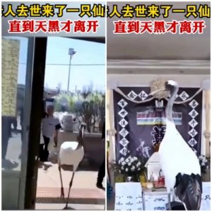 ​灵堂来了仙鹤是什么意思？还是应该有个权威的答案