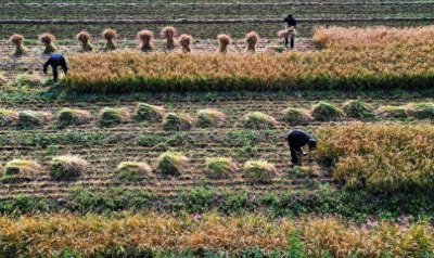 ​三农＂指什么？问题为何关乎每个人？