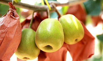 ​猕猴桃和奇异果之间究竟有何不同？凭什么“奇异果”能卖这么贵？