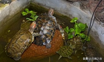 ​家里养什么龟对风水最好？养龟一般养几只