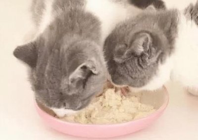 ​猫为什么会得皮肤病