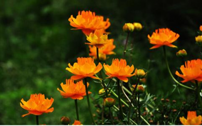 ​金莲花的功效与作用 金莲花全身都是宝，具有养肝明目的作用