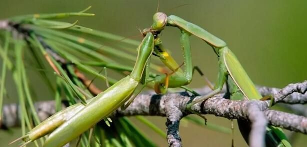 螳螂最喜欢吃什么而且又好抓