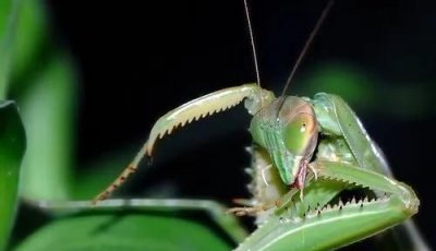 ​螳螂吃什么菜，螳螂吃农村里的什么青菜？