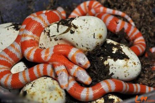 五台山三头蛇图片是真的吗太诡异了 看见三头蛇要小心有血光之灾