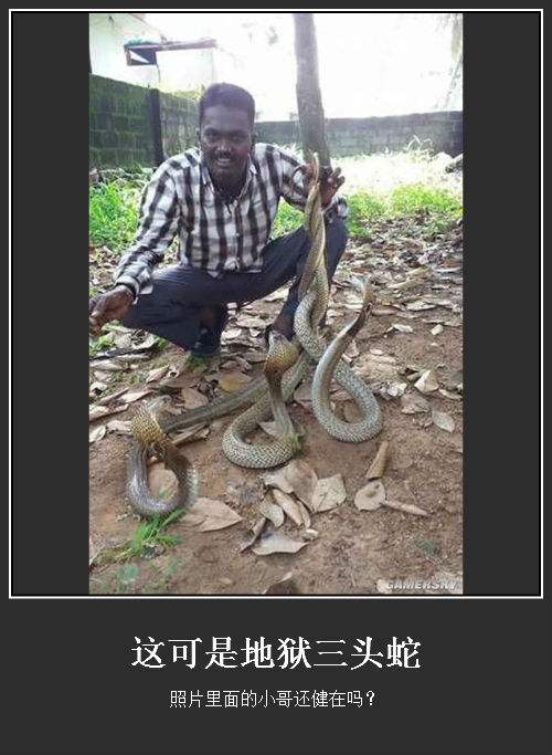 五台山三头蛇图片是真的吗太诡异了 看见三头蛇要小心有血光之灾