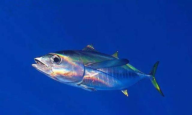 海鱼都有哪些，海鱼都有什么鱼？图1